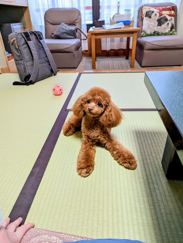 きぬ川国際ホテル　犬