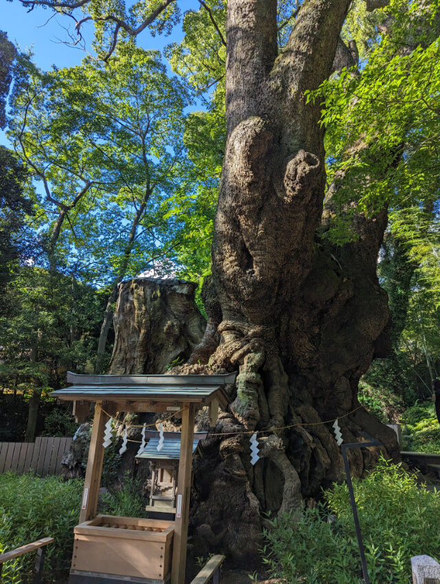 来宮神社　大楠